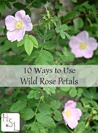 10 Ways To Use Wild Rose Petals Homespun Seasonal Living Edible Wild Plants Rose Petals Herbalism