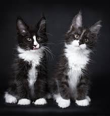 Black And White Tabby Maine Coon Pin On Maine Coon Kitties