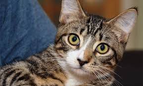 I hope you enjoyed the adoption of joseph. Special Cats Brooklyn Animal Action