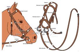 Recapitulatif Des Differentes Parties Du Bridon Du Cheval Cheval Cheval Galop Equitation