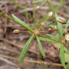 Image result for Molluginaceae