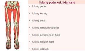 Check spelling or type a new query. Kunci Jawaban Tematik Kelas 5 Tema 1 Halaman 63 66 Dan 69 Kurikulum 2013 Soal Tematik Sd