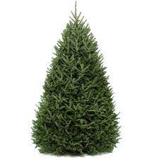 Check spelling or type a new query. Cottage Farms Direct Houseplants Fraser Fir Christmas Tree