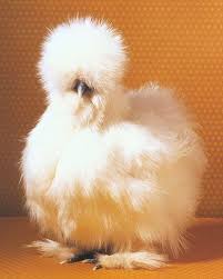 We Re Expecting Silkies Fancy Chickens Cute Chickens