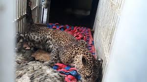 Yang menarik, bukan hewannya yang dimasukkan ke dalam kandang, tetapi pengunjung yang masuk ke tempat wisata di puncak yang satu ini sangatlah cocok dikunjungi oleh rombongan besar, keluarga. Macan Tutul Dari Gunung Lawu Ini Dibius Dulu Sebelum Dievakuasi Ke Tstj Solo Halaman 2 Tribun Solo