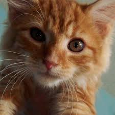 Adopt Puck On Petfinder Tabby Kitten Orange Orange Tabby Cats Orange Cats