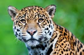 Oct 23, 2019 · los jaguares son los felinos más grandes de sudamérica y es un animal que viven en la selva. 11 854 Jaguar Animal Stock Photos Free Royalty Free Jaguar Animal Images Depositphotos