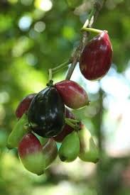 Duhat Is A Type Of Fruit Grown In The Philippines That Is Sweet And Mildly Sour In Taste