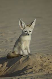 Col Fennec Tilkisi Cok Sirin Hayvanlar Fennec Fox