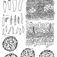 Image result for Asterochaete angustissima