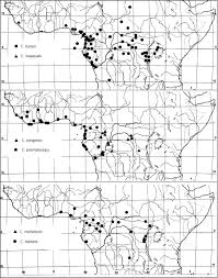 Image result for Casearia runssorica