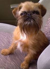 What S A Good Breed Of Dog Under 30 Lbs Griffon Dog Chewbacca Dog Brussels Griffon