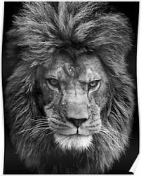 black and white lion poster by damndiamond in 2020 black and white lion lion poster white lion