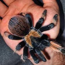 Image result for Emilia brachycephala