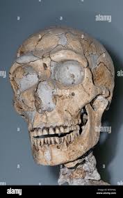 Neanderthal Man High Resolution Stock Photography and Images - Alamy