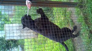 Bobcat owners club.more than just a forum. Panther Caught In Alabama Youtube