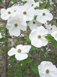 Wide selection of flowering trees. Cornus Nuttallii Eddie S White Wonder Nuttalls Bluten Hartriegel Eddie S White Wonder