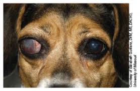 We would like to show you a description here but the site won't allow us. Glaucoma Dog