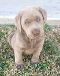 Folge deiner leidenschaft bei ebay! Labrador Puppies For Sale In Southern California Craigslist The Y Guide