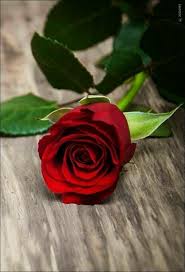 Pin De Jhonny Marin Em Amitie Amour Passion Rosas Vermelhas Rosas Amarelas Rosas Azuis