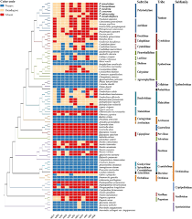 Image result for Polystachya kermesina
