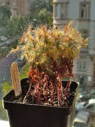 Image result for Dinophora spenneroides