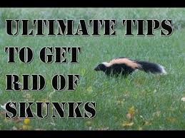 How To Get Rid Of Skunks While Skunks Are Generally Harmless Creatures It S Best Not To Get Too Close To Them Yo Getting Rid Of Skunks Skunk Repellent Skunk