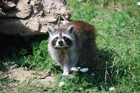 We have found that the best way to control and prevent common household pests is through an ongoing pest control maintenance program. Animal Removal Raccoon Opposum Removal Lee Collier Counties