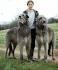 Deerhound | Rave Master Wiki | Fandom