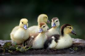 Preparing For Ducklings – The Cheshire Horse