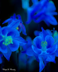 Real Black And Blue Flowers Pin Von Stephanie Mcgee Auf Trust Me I M A Flower Photographer Foto Blau Blaue Orchideen Fotos