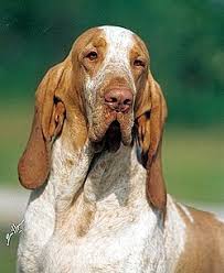 Image result for italský krátkosrstý ohař