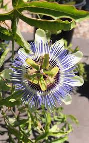 Maybe you would like to learn more about one of these? Eggleston Garden Center Home Facebook