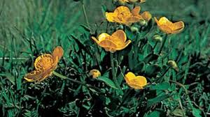 Image result for Ranunculus raeae