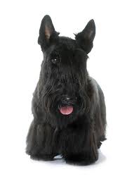 I have been breeding scottish terriers, miniature schnauzers, and standard schnauzers on my own for about 7 years now. Scottish Terrier Hunde Informationen Zu Den Rassen Omlet