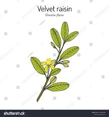 Image result for Grewia flava