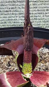 Image result for Amorphophallus abyssinicus