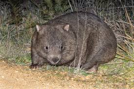 Image result for Southern hairy-nosed wombat