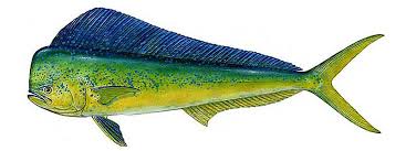 Check spelling or type a new query. Les Poissons De L Ile Maurice Saisons Especes Records Fish Sea Fish Fish Art