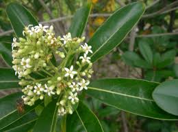 Image result for Pittosporaceae