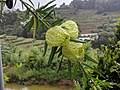 Image result for Gomphocarpus tenuifolius