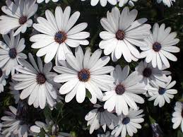 Image result for Dimorphotheca