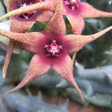 Image result for Orbea caudata
