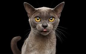 Thought by some to be a dark siamese. The Burmese Cat A Complete Guide To The Breed