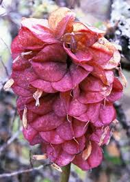 Image result for Vahlia capensis