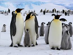 The emperor penguin is well known for being the only animal that breeds in the antarctic winter. Emperor Penguin Penguin Facts And Information