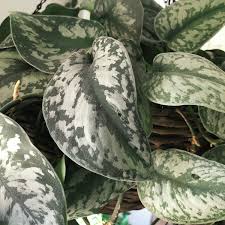 We did not find results for: Satin Pothos Vs Philodendron Silver Care Fieldnotes By Studioplants