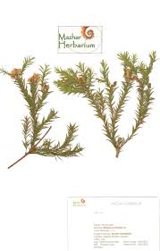 Image result for Melaleuca ericifolia