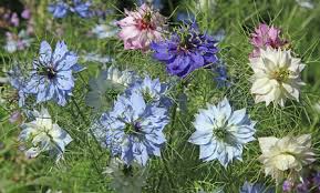For many years 'miss jekyll' was the only variety available which is a beautiful sky blue colour. The Nigella Flower The Love In A Mist