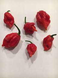But expect some variations as it is still a new strain. Trinidad Scorpion Peppers Butch T 6 Fresh Picked Pepperheads Hotsauces
